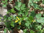 yellow fumewort,Capnoides flavulum, Fumaria flavula

